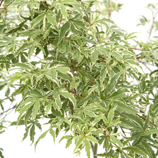 Acer palmatum Butterfly : C3L h.40/60cm