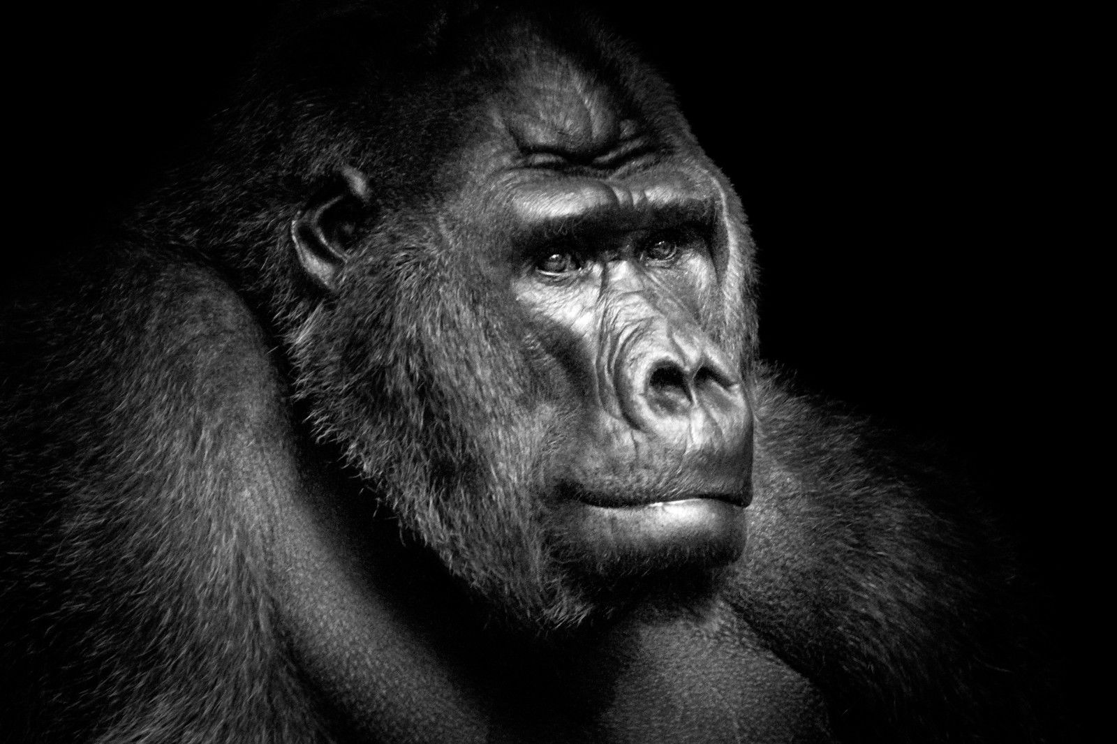 Gorilla Portrait by Wolf Ademeit - Limited Edition. Edition of: 100. Signed.