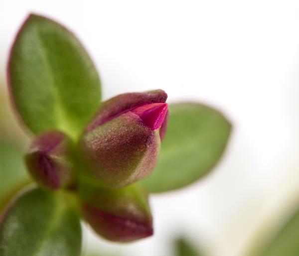 Portulakröschen