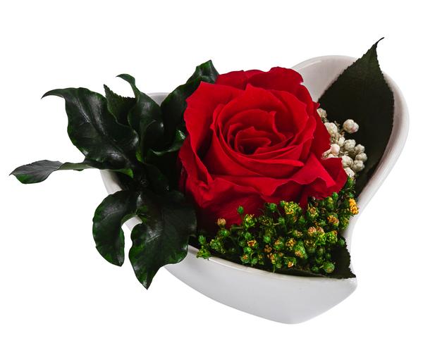 Dehner Herzschale mit Longlife-Rose Aneta, ca.