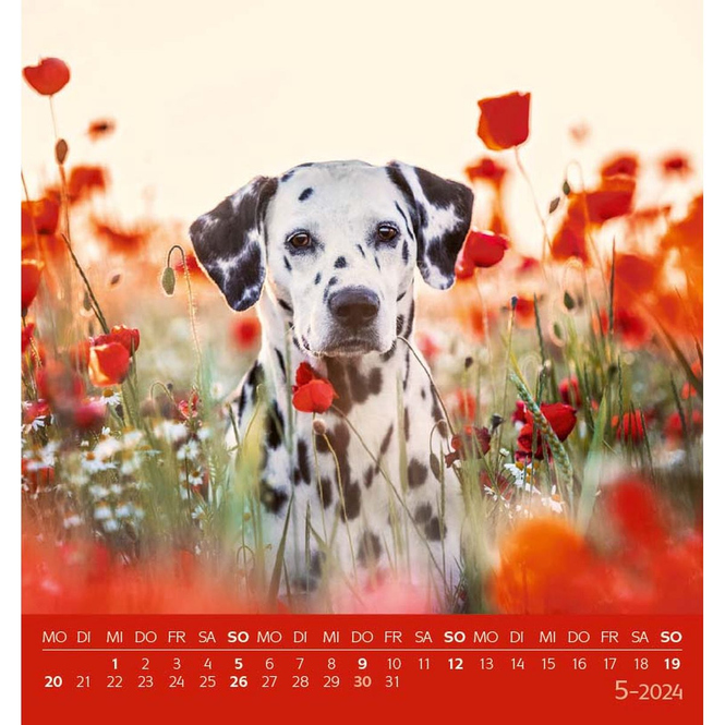 Postkartenkalender - Hunde - 2024