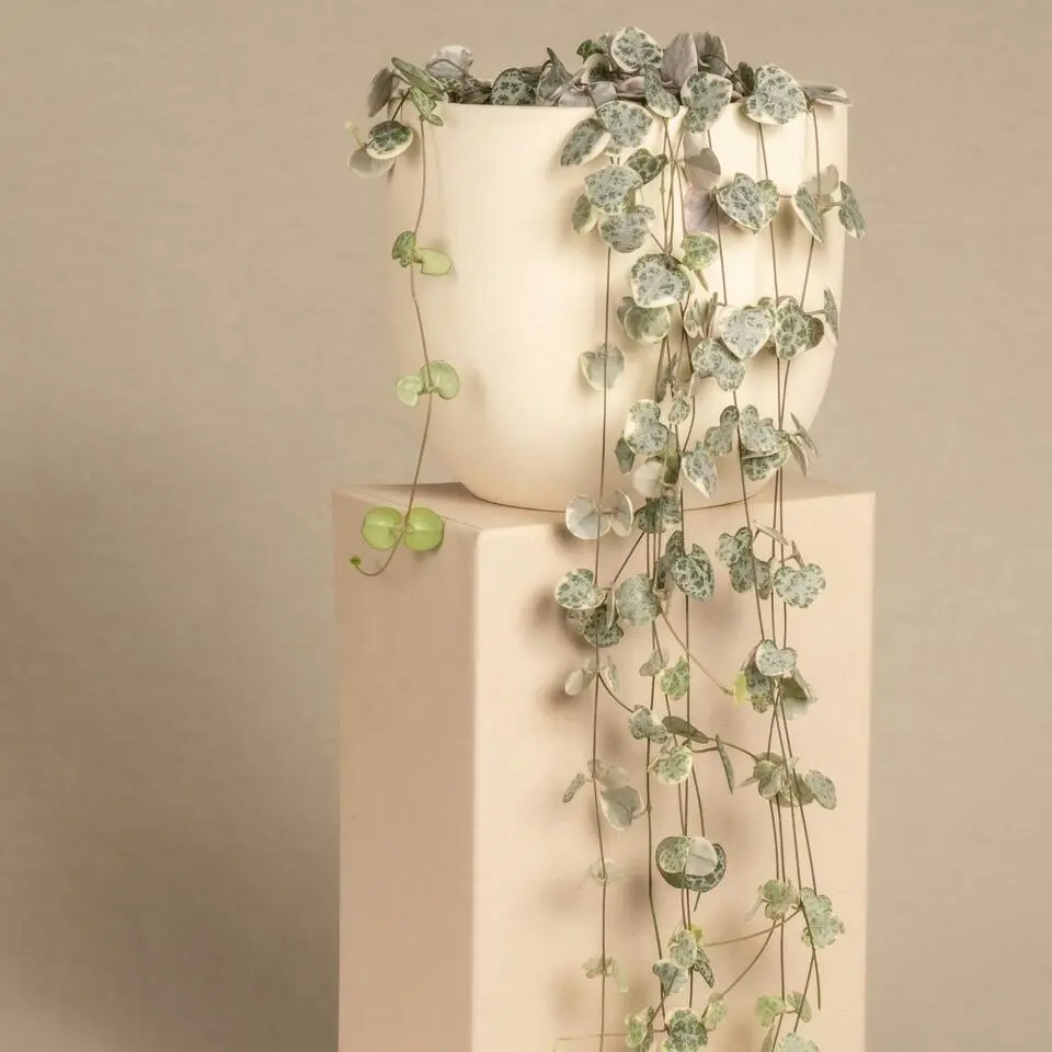 Chinees lantaarnplantje - Set van 2 - Ceropegia Woodii - Hoogte 20-30cm - ⌀14cm