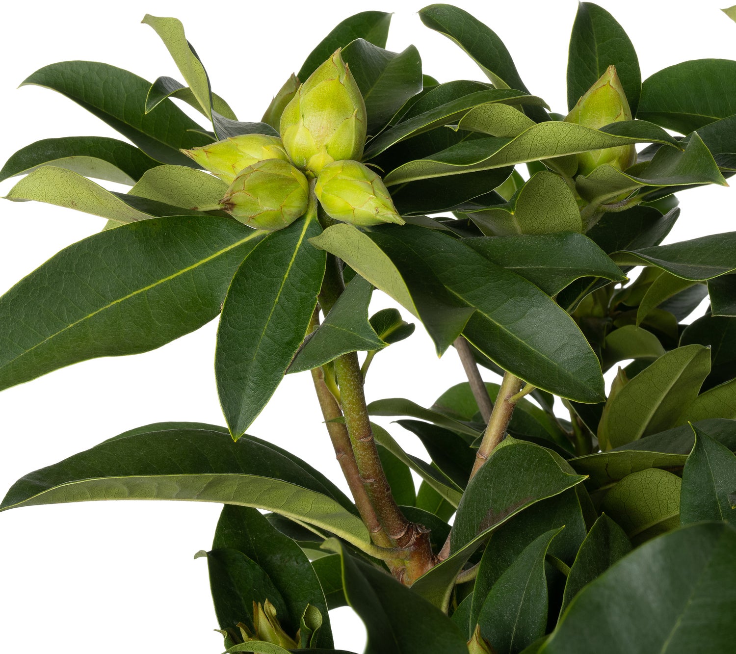 Rhododendron (Rhododendron 'XXL') D 35 H 90 cm
