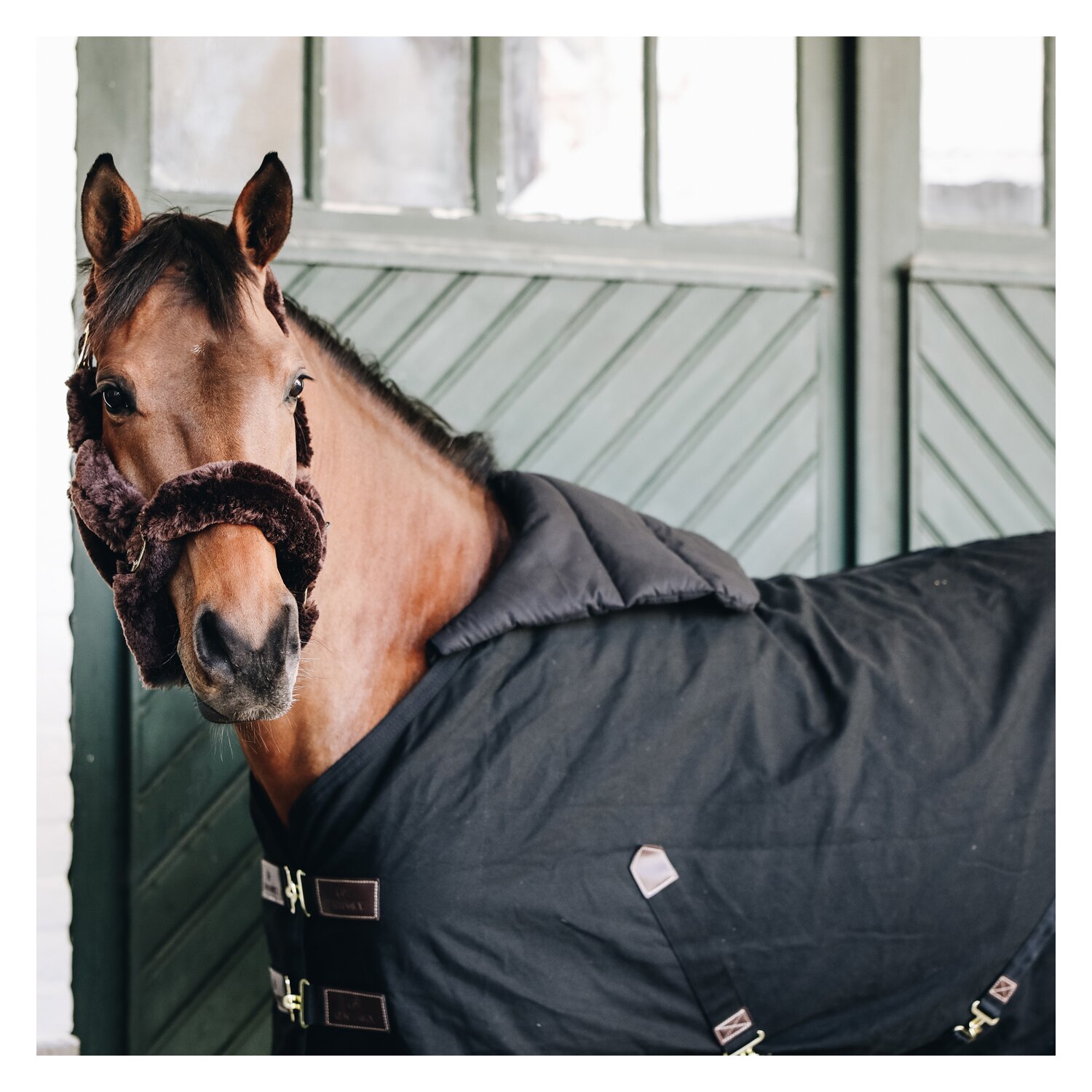 KENTUCKY Brustschutz Horse BIB - black