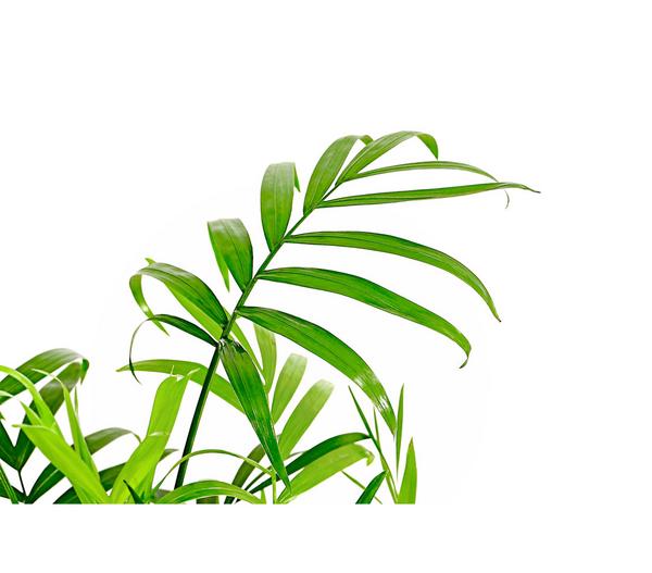 Bergpalme - Chamaedorea elegans, Hydrokultur