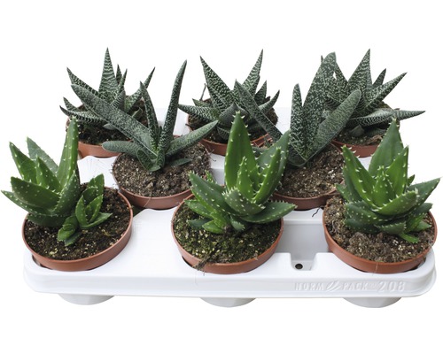 Aloe Mix FloraSelf Aloe H 15-20 cm Ø 10 cm pot willekeurige variëteitselectie