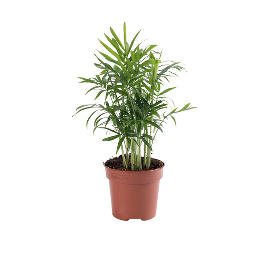 Palmier, Chamaedorea elegans - pot D12cm