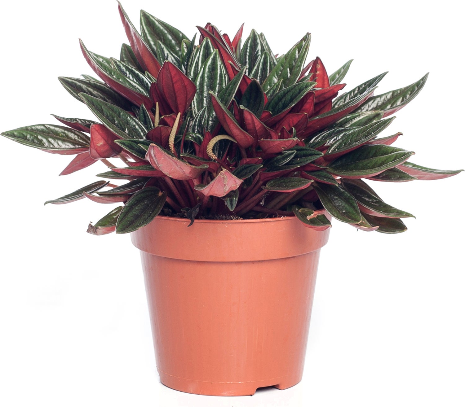 Peperomia (Peperomia caperata 'Rosso') D 12 H 20 cm