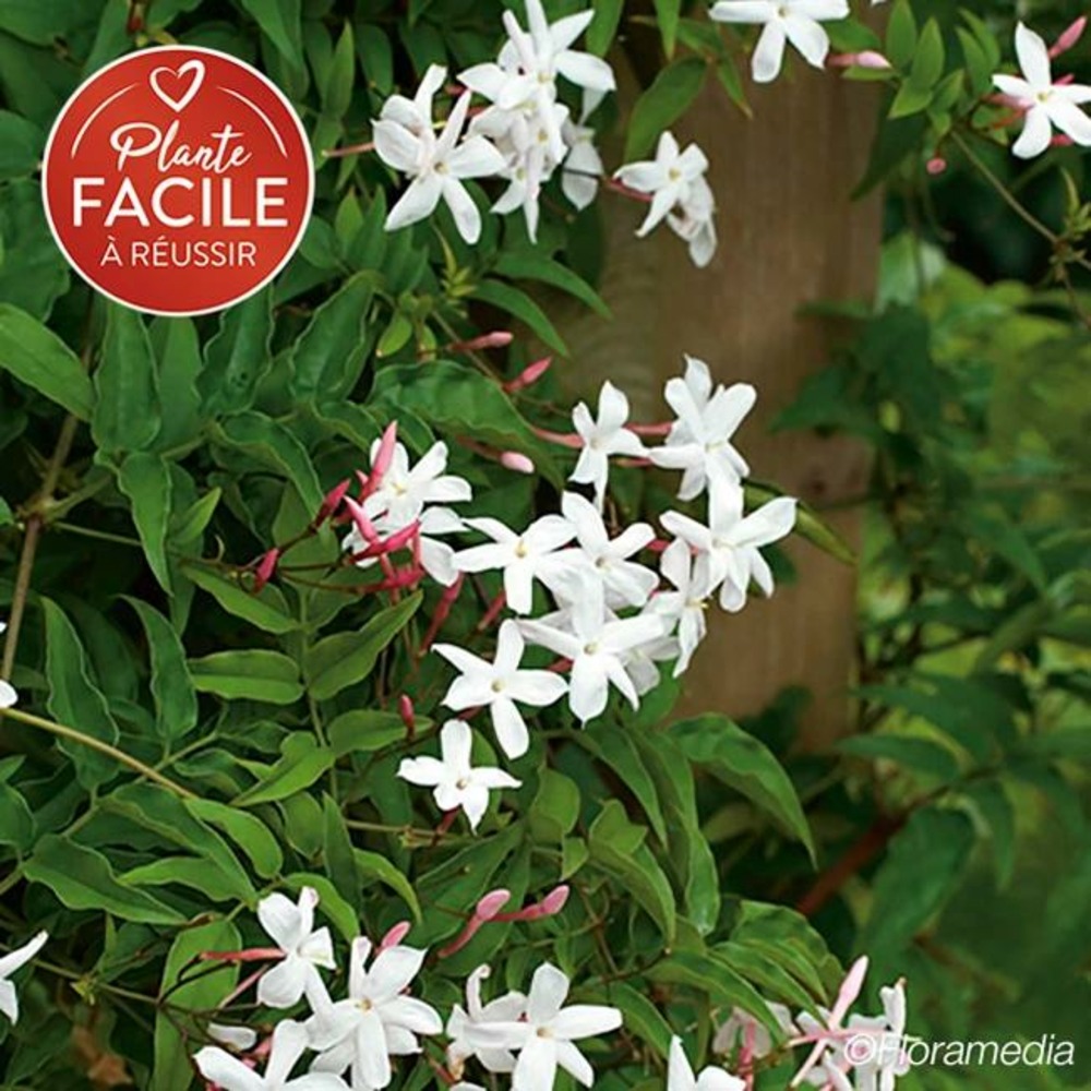 Jasmin officinal 'affine' - jasminum officinalis 3l