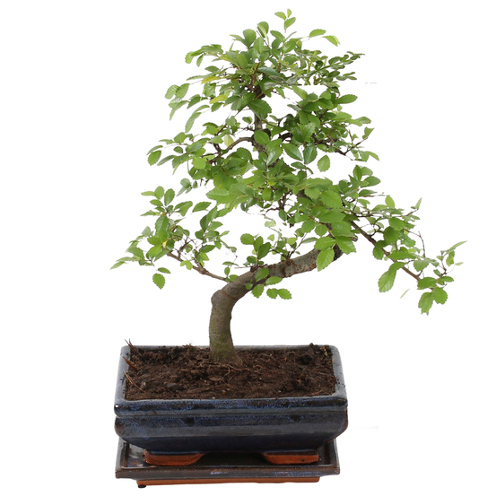 Bonsai Zelkova en céramique