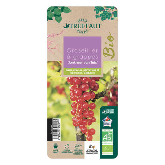 Groseillier à grappes rouge 'Jonkheer van Tets' bio : pot de 3 litres