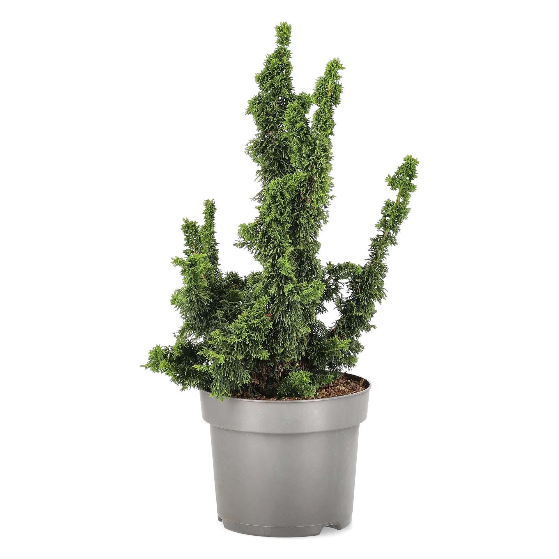 Thuja occidentalis 'Malonyana Holub' Tuja ’Malonyana Holub’ Ø26 cm
