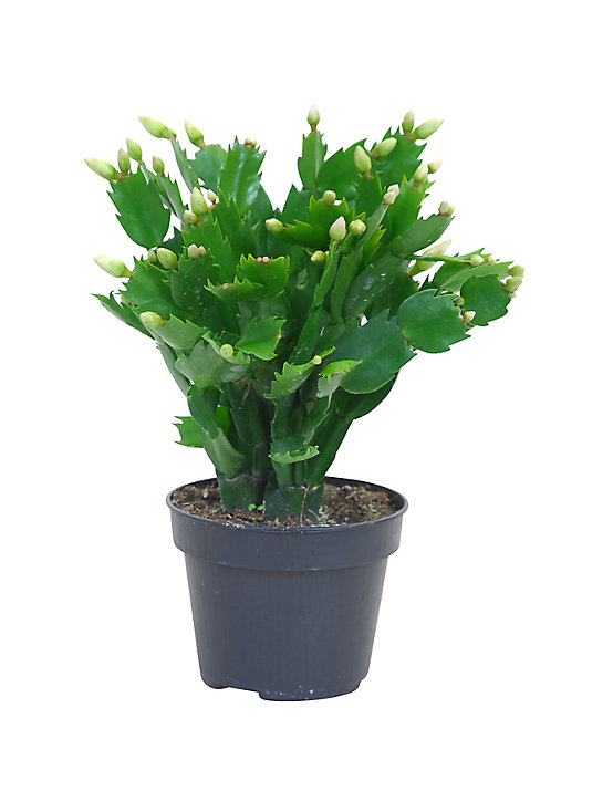 Cactus de Noël en pot de 12cm, H.10 à 20 cm