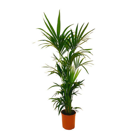 Kentia : H.160cm petit modèle pot