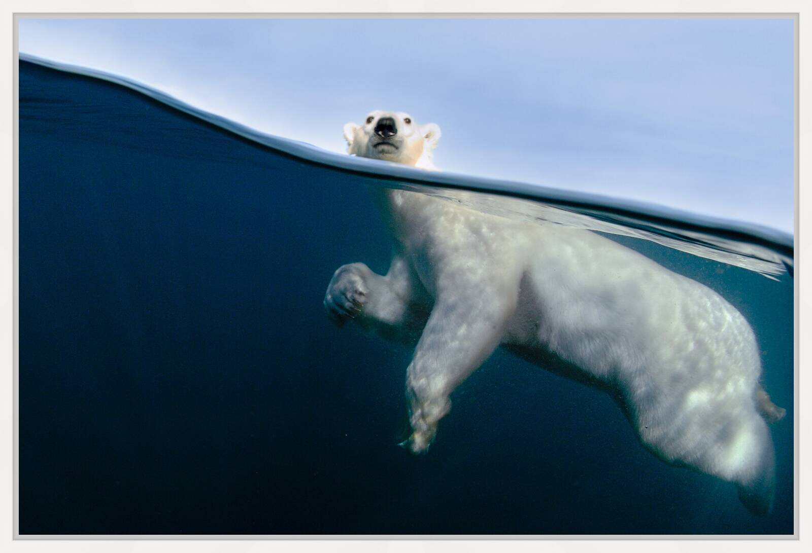 Polar Bear Exercise by Joe Bunni - Limited Edition. Edition of: 200. Signed.
