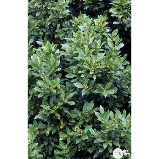 Plant de laurier sauce : pot de 1 litre