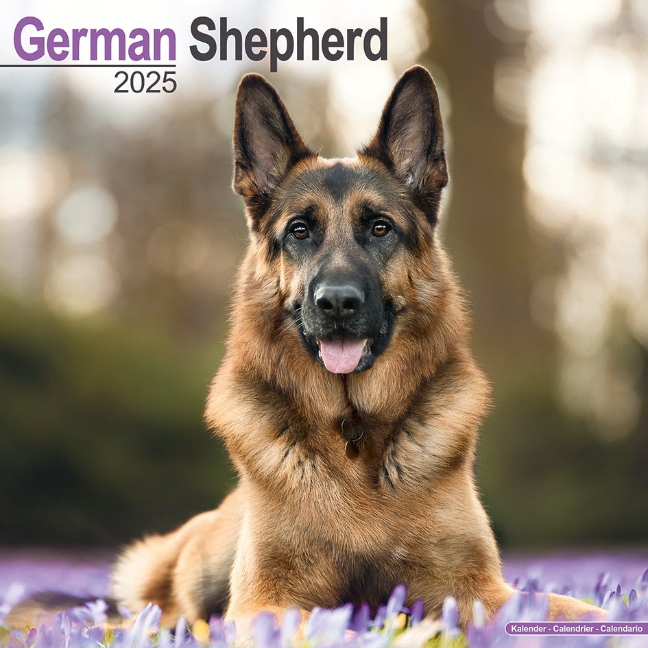 Plenty Gifts kalender duitse herder 30 x 30 x 0,5 cm