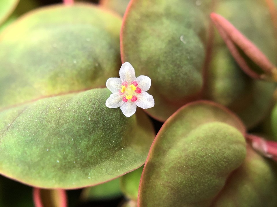 Waterplant Phyllanthus Fluitans