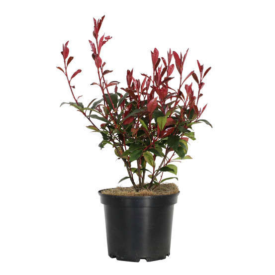 Photinia x fraseri ' Carré Rouge ':H 30/40 cm pot 3L