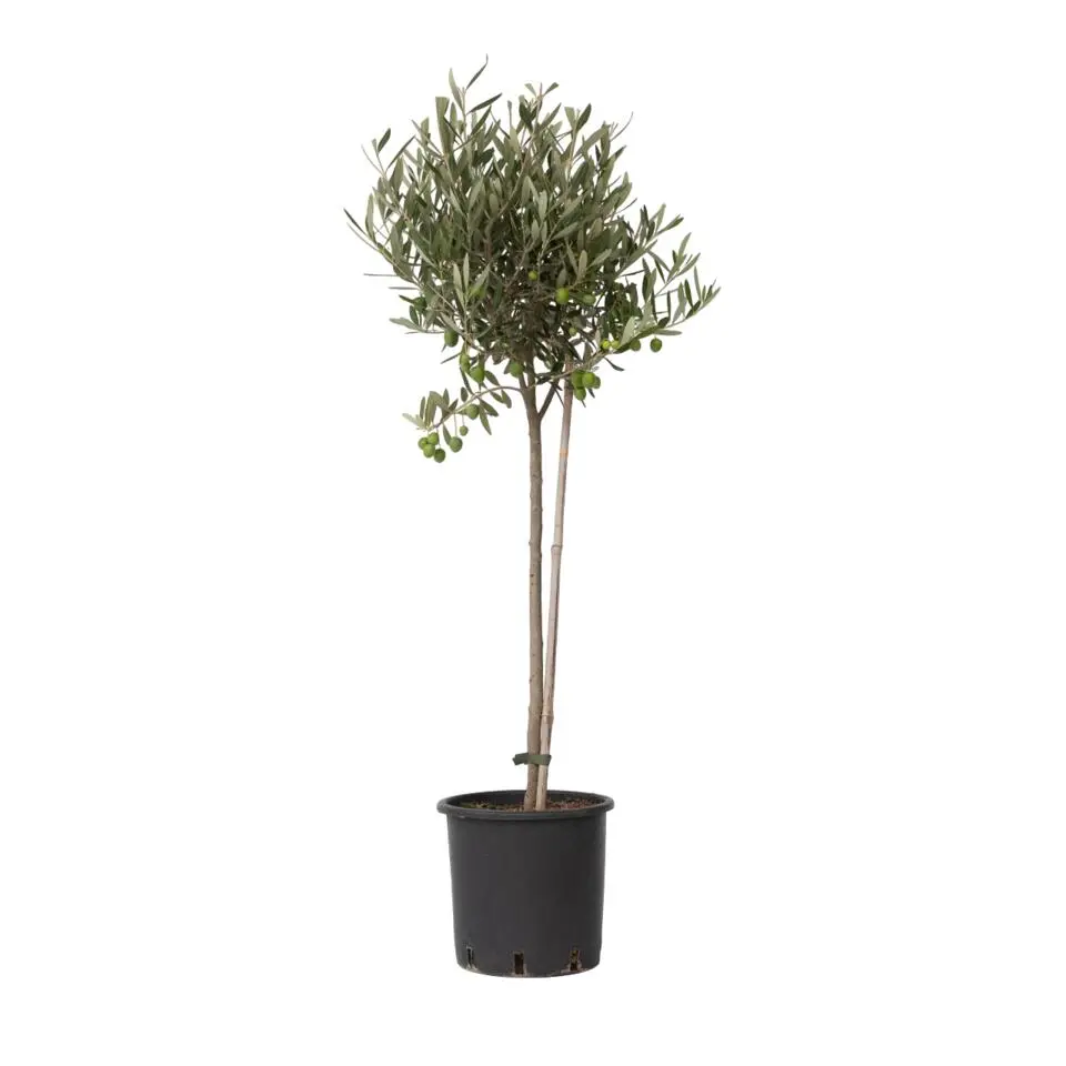 Olijfboom - Olea europaea - Hoogte 80-90cm - ⌀19cm