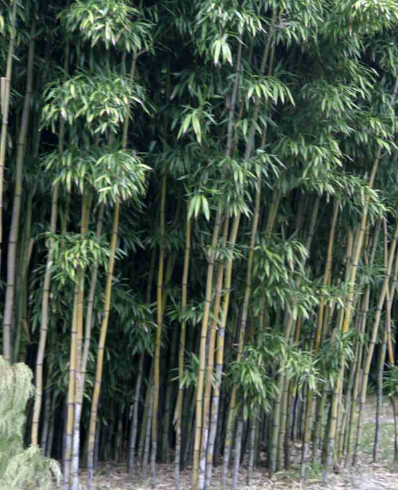 Semiarundinaria fastuosa var.viridis taille pot de 9 litres -140/160 cm