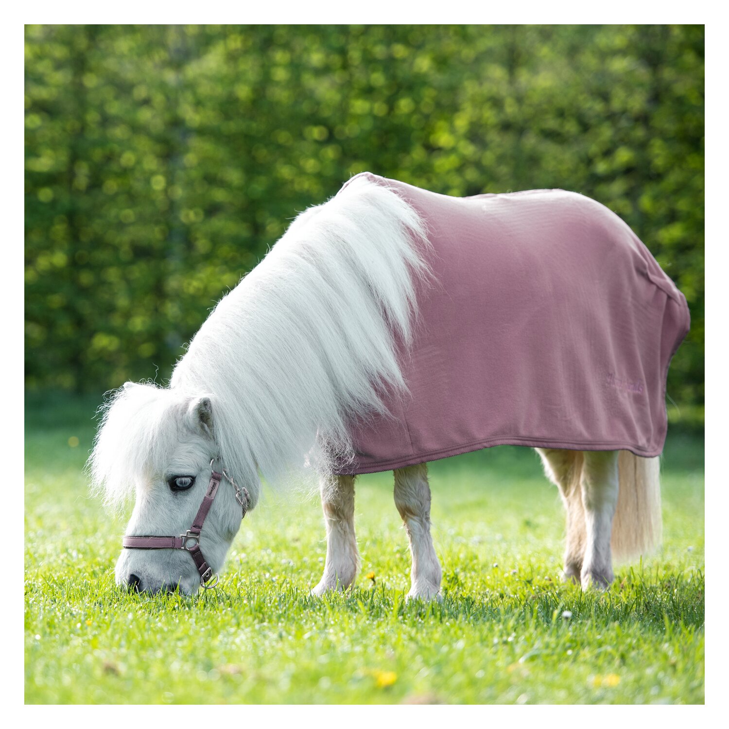 Horse-friends Halfter  - smokeberry