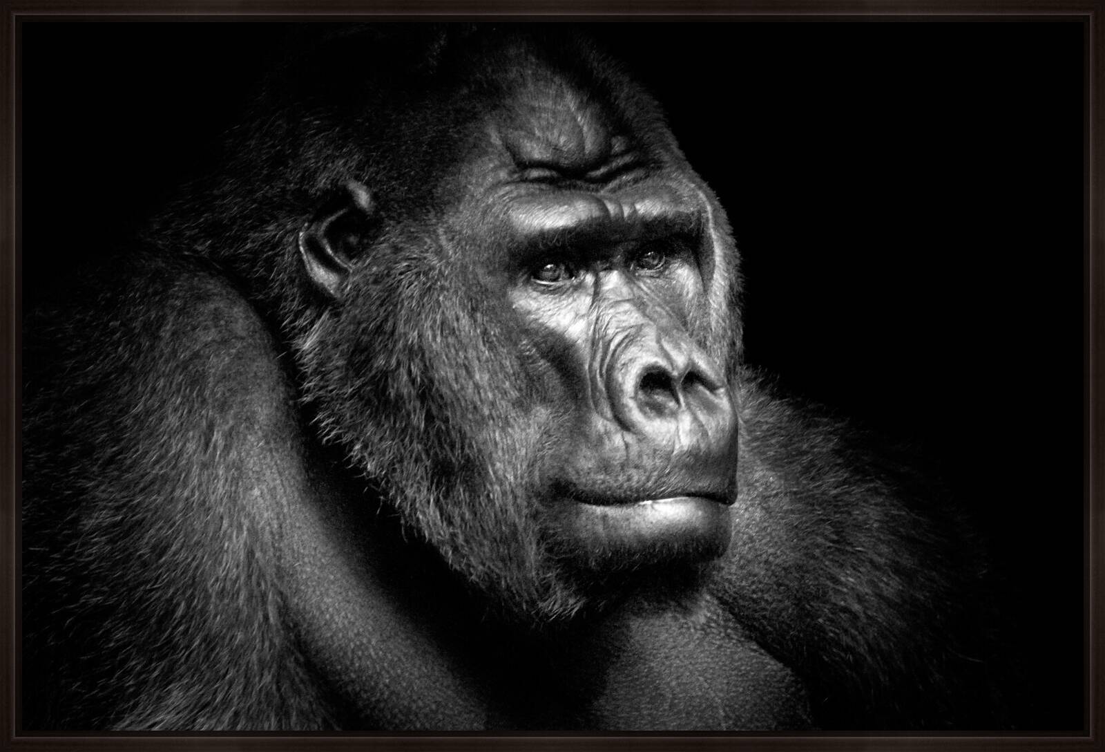 Gorilla Portrait by Wolf Ademeit - Limited Edition. Edition of: 100. Signed.