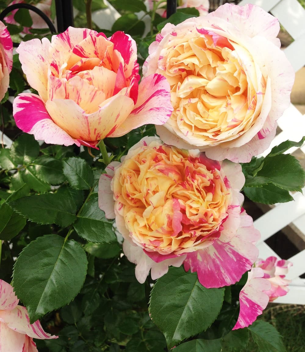 Kletter-Rose 'Julie Andrieu®'