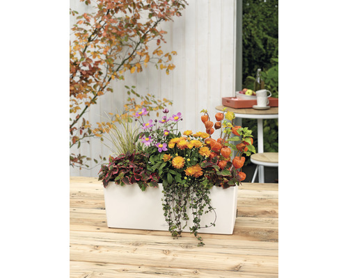 Lechuza Balconera Color kunststof bloembak 50x19x19 cm wit incl. grondbewateringssysteem en waterniveau-indicator