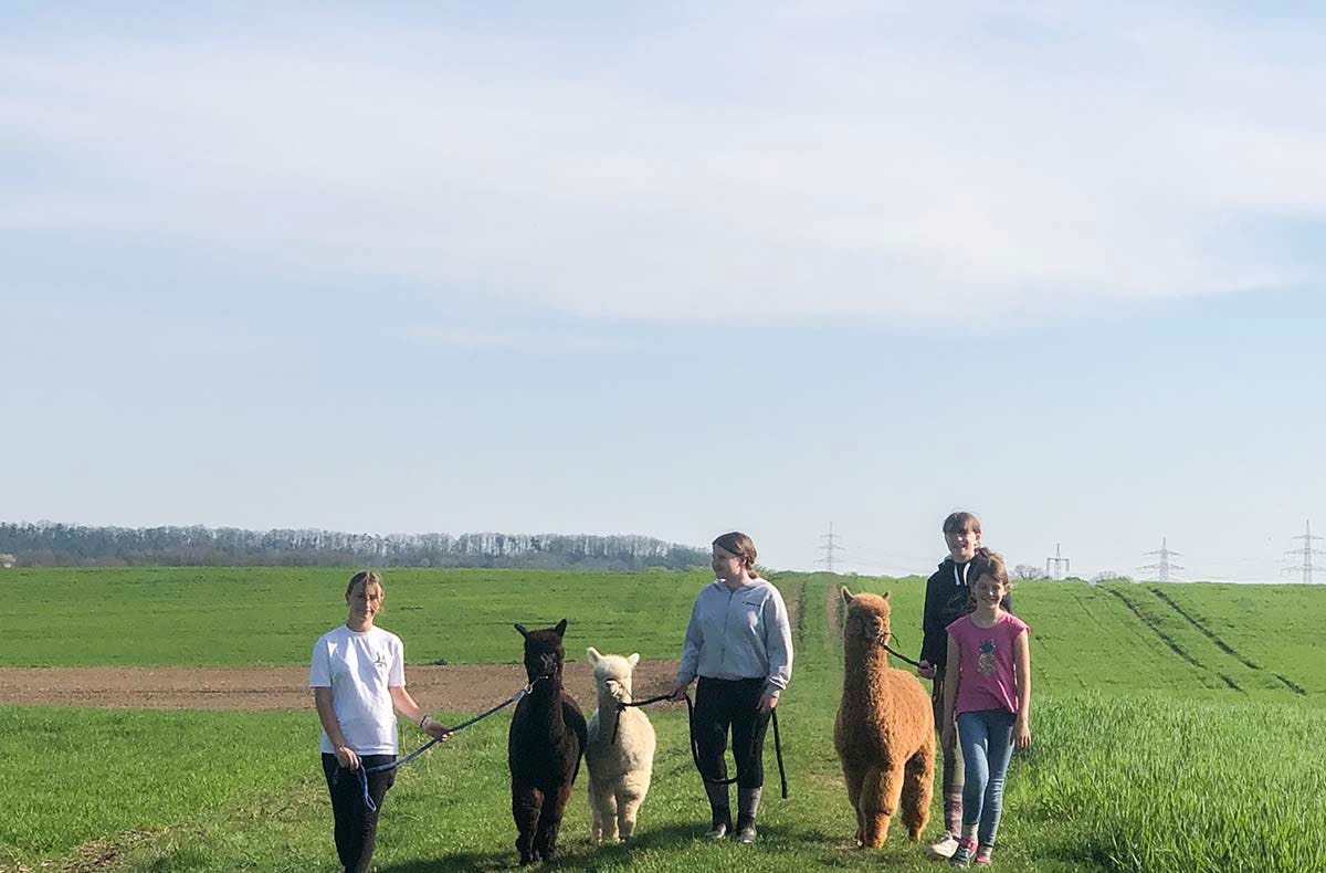 Alpakawanderung Langenfeld