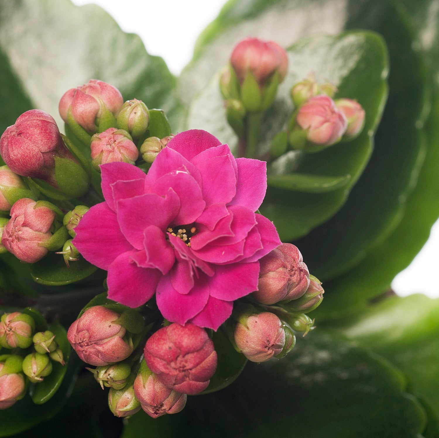 Kalanchoë (Kalanchoë blossfeldiana 'Purple') D 8 H 15 cm