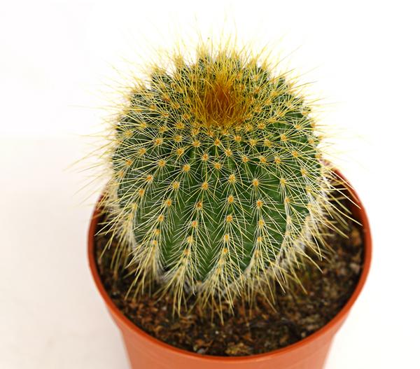 Notocactus - Parodia leninghausii