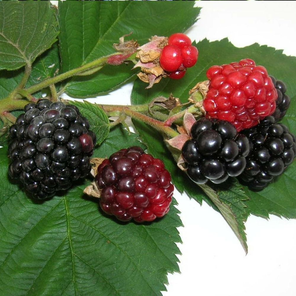 Mûre fruticosus triple crown/rubus fruticosus triple crown[-]godet - 5/20 cm