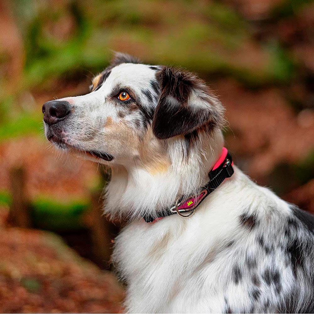 Collier ergonomique pour chiens ergofluo c25/51 avec rembourrage et fermeture à micro-régulation