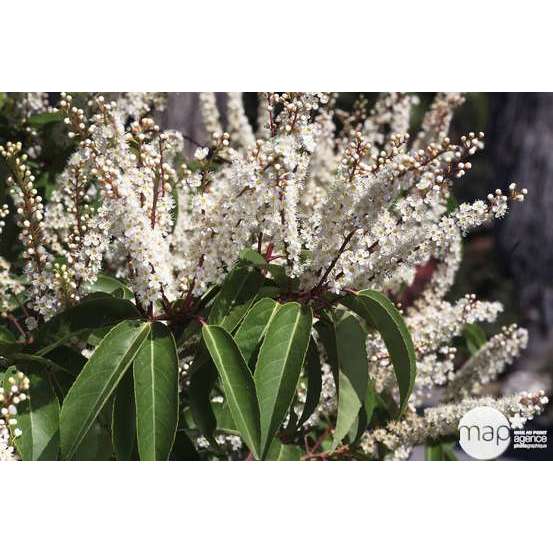 Prunus lusitanica : ctr 5 litres