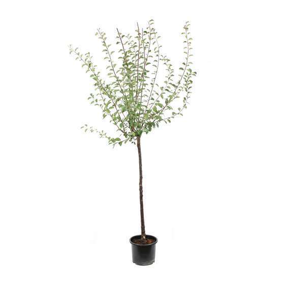 Prunier Mirabelle : ½ tige, 4-5 ans, H 170-180 cm