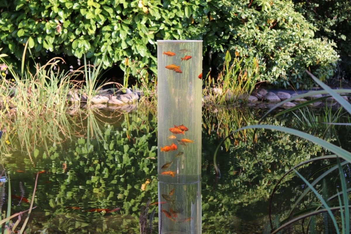 Fischsäule 100 cm x 20 cm Durchmesser | Fischturm hergestellt aus Plexiglas| Fischfahrstuhl für Fische | 3 mm Wandstärke aus transparentem Acrylglas für Goldfische für Ihren Teich