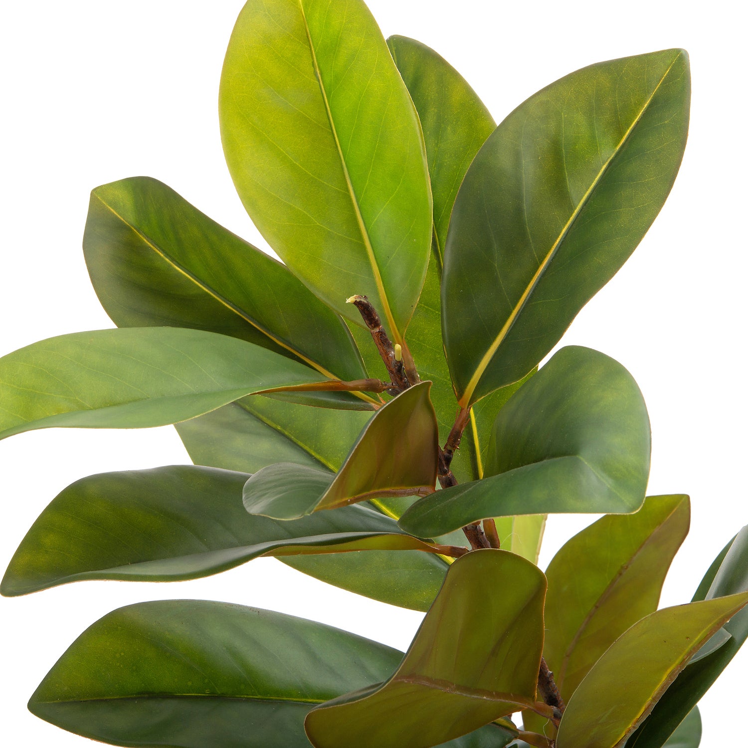 Intratuin kunstplant Magnolia 63 x 60 x 160 cm