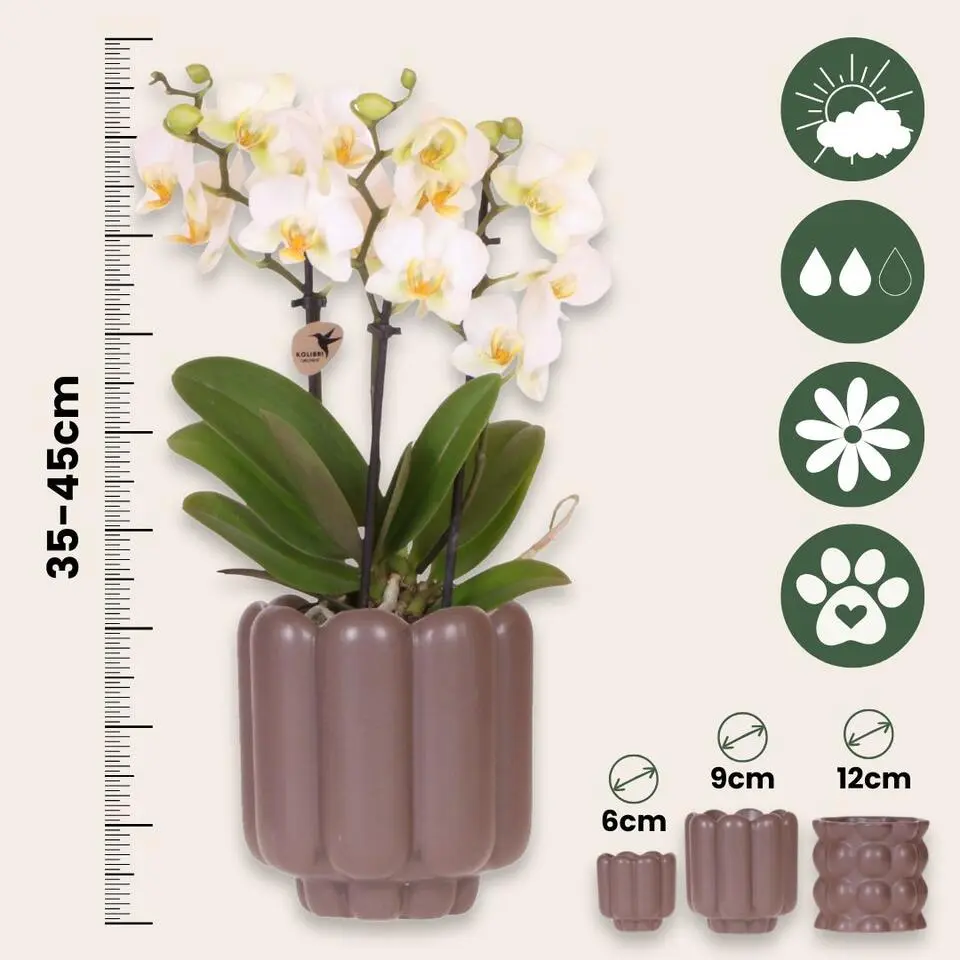 Cadeauset orchidee 'White Tray XL' - Phalaenopsis - Hoogte 35cm