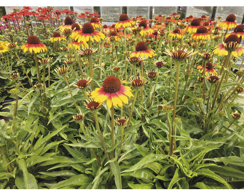 Zonnehoed Mix FloraSelf Rudbeckia x Hybride H 30-40 cm Co 5 L diverse soorten