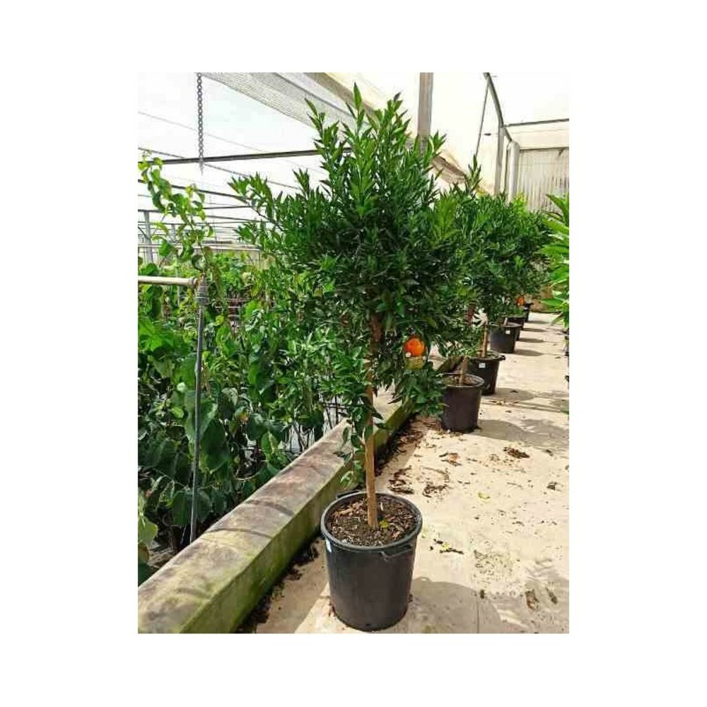 Citrus clementina (syn. Citrus reticulata) taille pot de 4 litres ? 30/50 cm