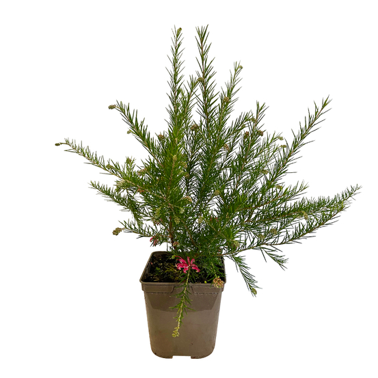 Grevillea juniperina : conteneur 3 litres