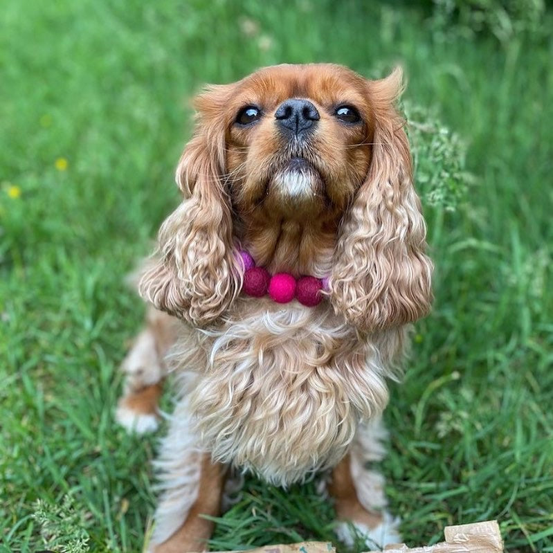 Coleira personalizada para cães com pompons