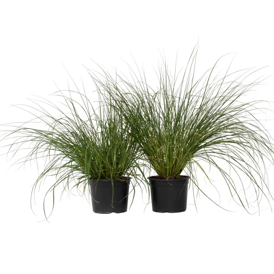 Lampenpoetersgras - Set van 2 - Pennisetum 'Hameln' - Hoogte 20-30cm - ⌀23cm