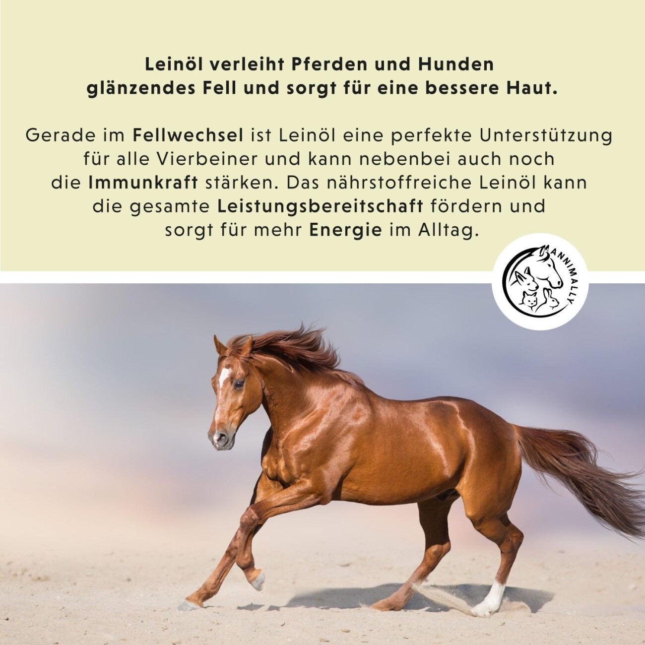 Annimally Leinöl XL 5.4 l