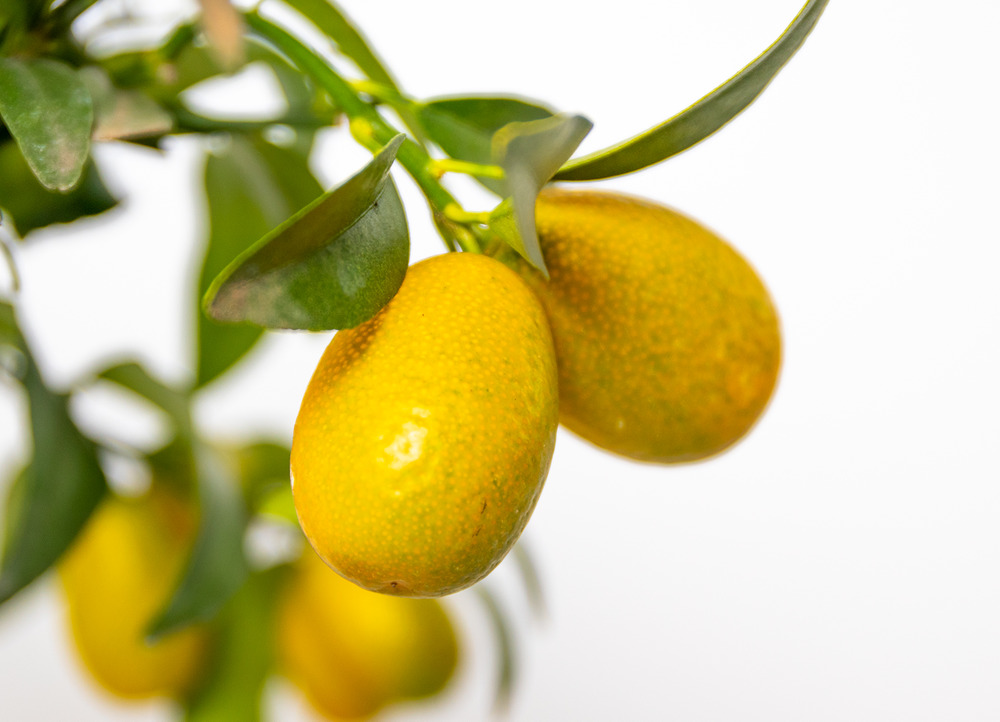 2x citrus margarita 'kumquat' - oranger - arbre fruitier - persistant - ⌀19 cm - ↕50-60 cm