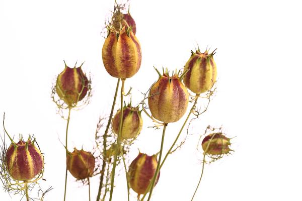 Trockenblumenbund Nigella mit Fruchtstand