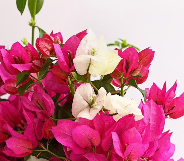 Drillingsblumen-Duo, Spalier