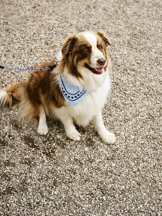 Hay HAY Dogs Scarf-55 x 55-Light blue