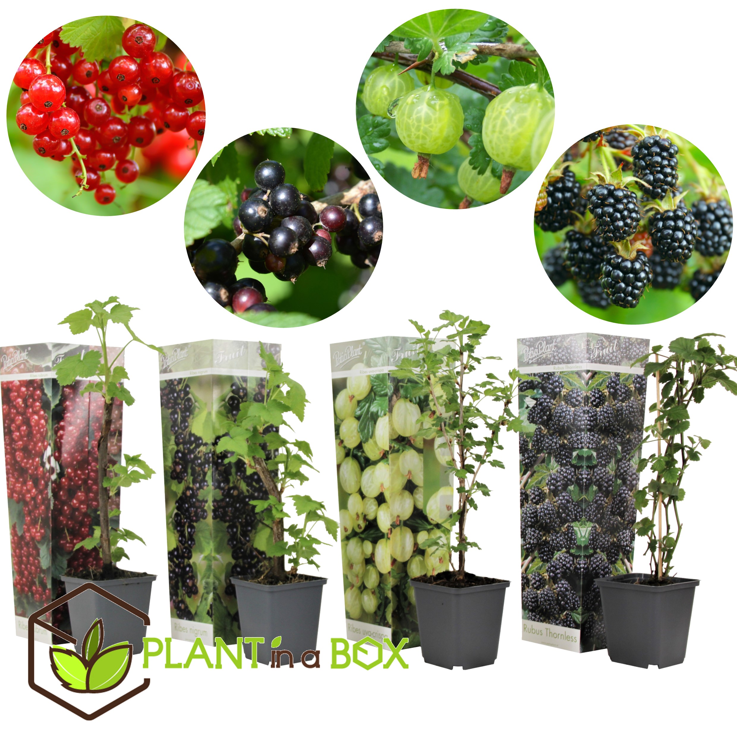 Berry mix - mélange de 4 - plantes de jardin - pot 9cm - hauteur 25-40cm